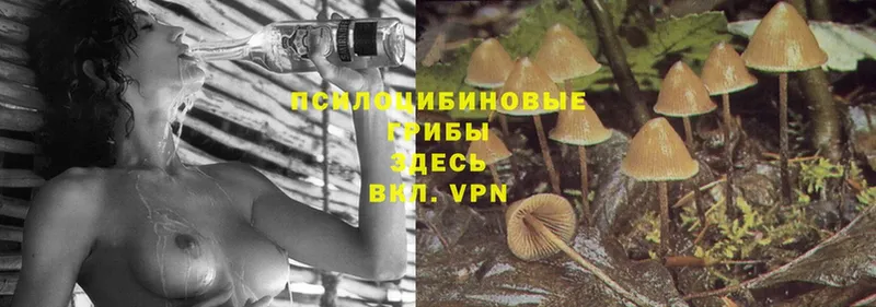 Псилоцибиновые грибы Magic Shrooms  Котлас 